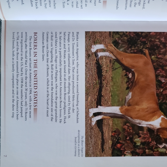 The Boxer, Book with DVD guide for dig care and training - Picture 6 of 7